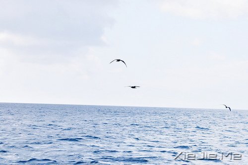 晚安心语：坚强向上，靠近阳光 (1)