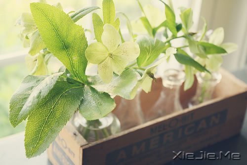 晚安心语：坚强向上，靠近阳光 (5)