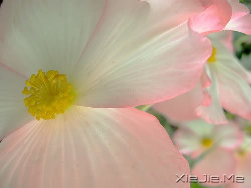早安心语：就算世界荒芜，也总有一个人是你的信徒 (9)