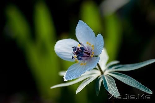 早安心语：就算世界荒芜，也总有一个人是你的信徒 (10)