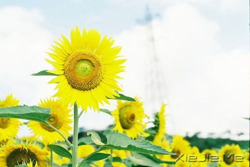 小清新图片 (2)