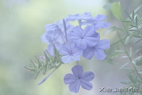 我用心守候 (6)